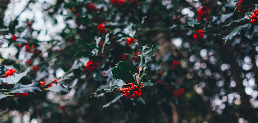 クリスマスリースのギザギザの葉っぱと赤い実の名前は 意味や由来についても分かりやすく 知恵ペディア