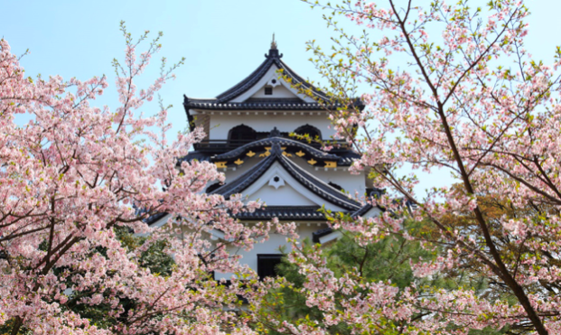 彦根城の桜開花予想2018！見頃・桜まつり・ライトアップについて