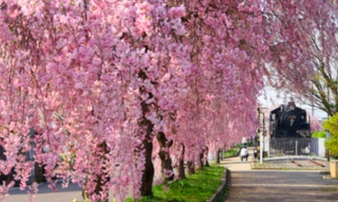 日中線のしだれ桜の開花状況2018！駐車場や周辺のおすすめスポット紹介