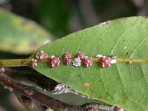 観葉植物に黒い小さい虫が 対策と駆除方法を教えます 知恵ペディア
