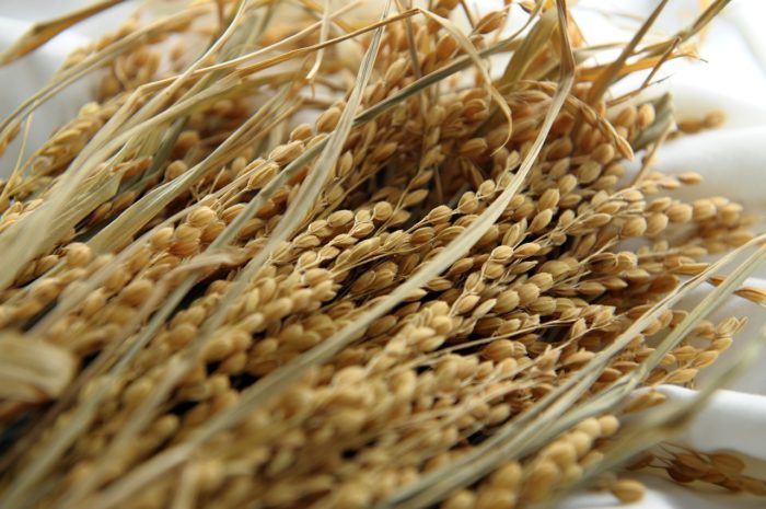 古い米が大量に 捨て方はどうすればいい 食べる以外の使い道も紹介 知恵ペディア